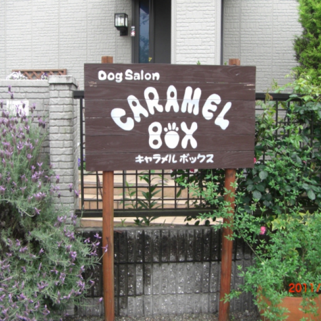 Dog Salon  CARAMEL BOX